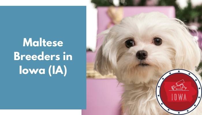 Maltese Breeders in Iowa IA