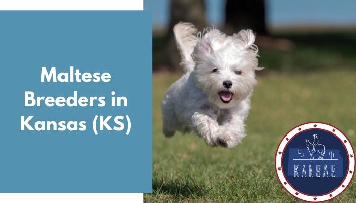 Maltese Breeders in Kansas KS