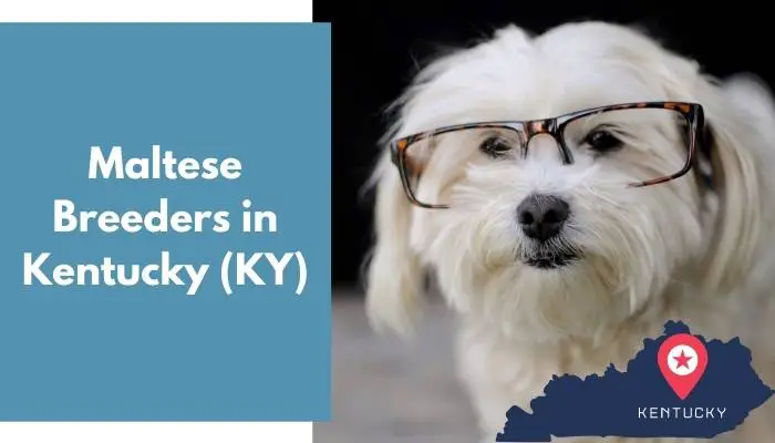 Maltese Breeders in Kentucky KY