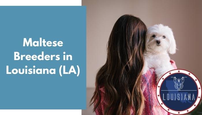 Maltese Breeders in Louisiana LA