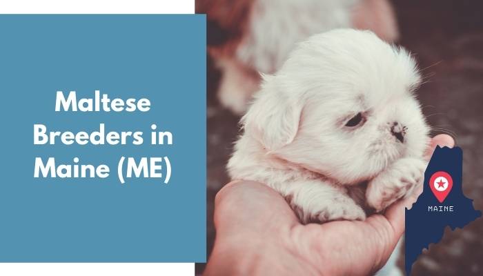 Maltese Breeders in Maine ME