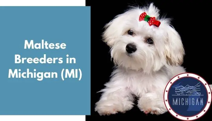 Maltese Breeders in Michigan MI