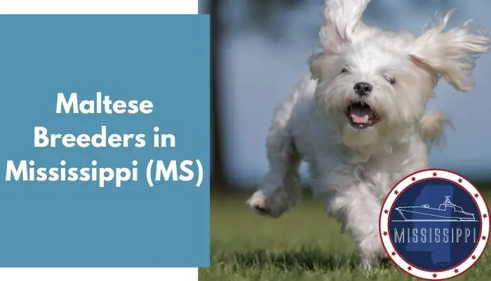 Maltese Breeders in Mississippi MS