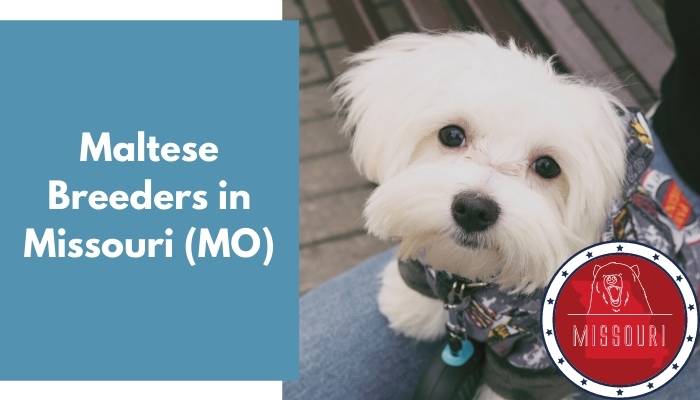 Maltese Breeders in Missouri MO