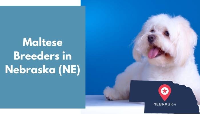 Maltese Breeders in Nebraska NE