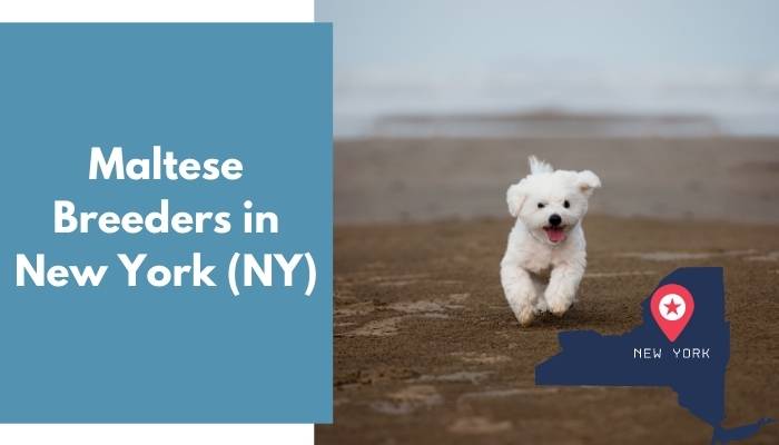 Maltese Breeders in New York NY