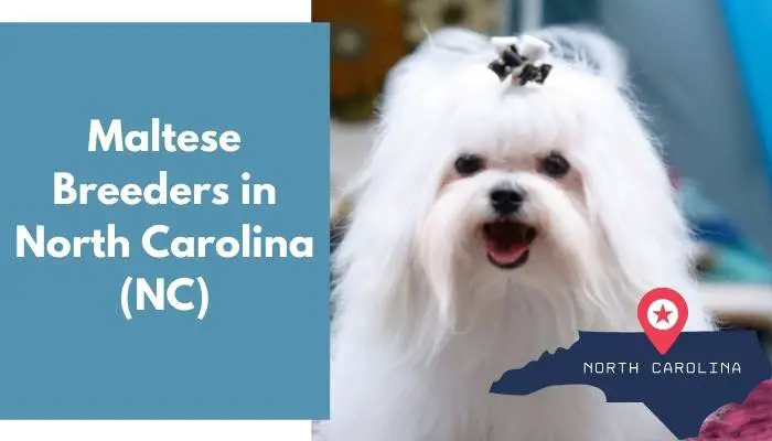 Maltese Breeders in North Carolina NC