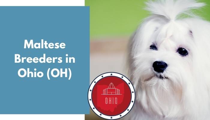 Maltese Breeders in Ohio OH