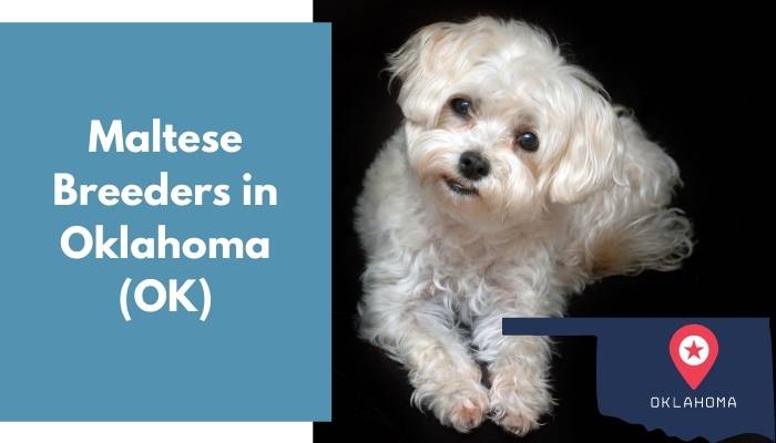 Maltese Breeders in Oklahoma OK