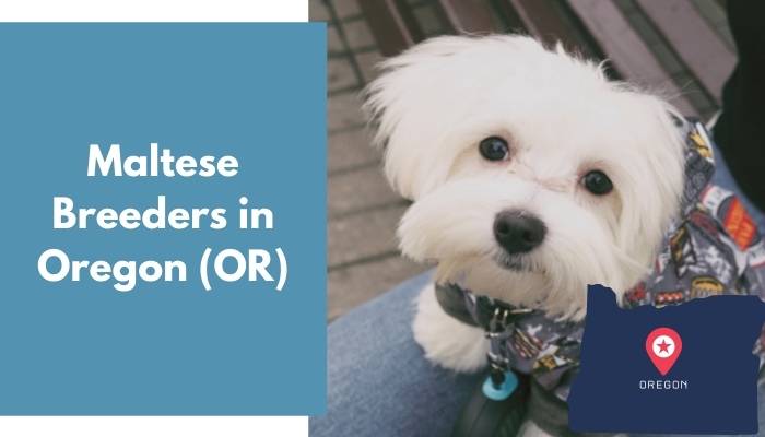 Maltese Breeders in Oregon OR