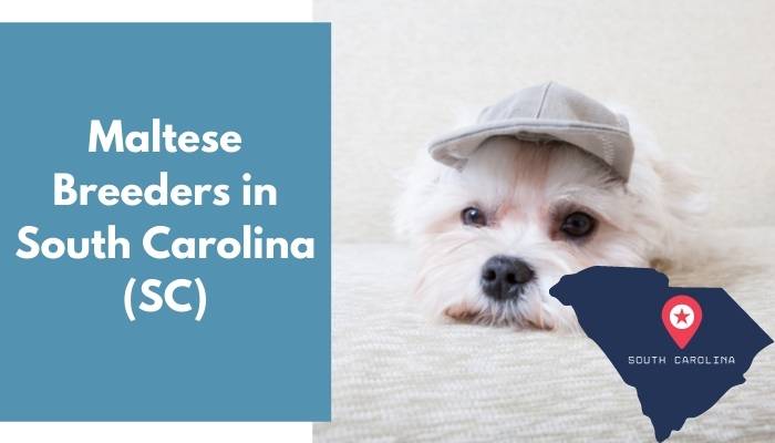 Maltese Breeders in South Carolina SC