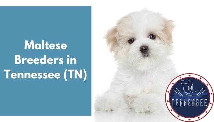 Maltese Breeders in Tennessee TN