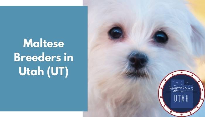 Maltese Breeders in Utah UT