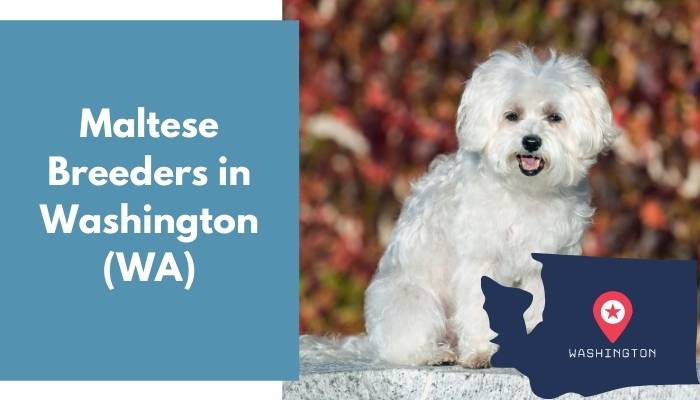 Maltese Breeders in Washington WA