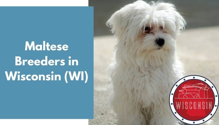 Maltese Breeders in Wisconsin WI