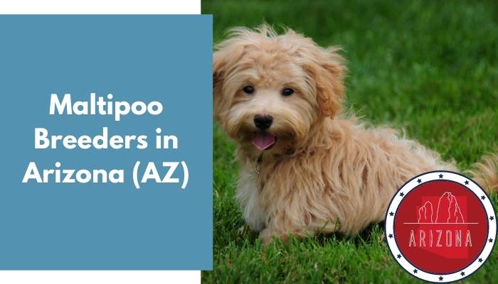 Maltipoo Breeders in Arizona AZ