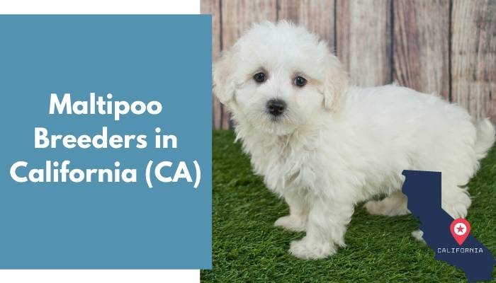 Maltipoo Breeders in California CA