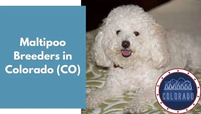 Maltipoo Breeders in Colorado CO