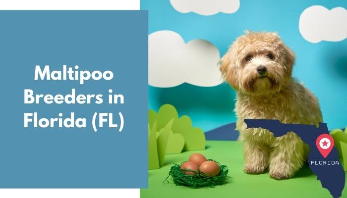 Maltipoo Breeders in Florida FL