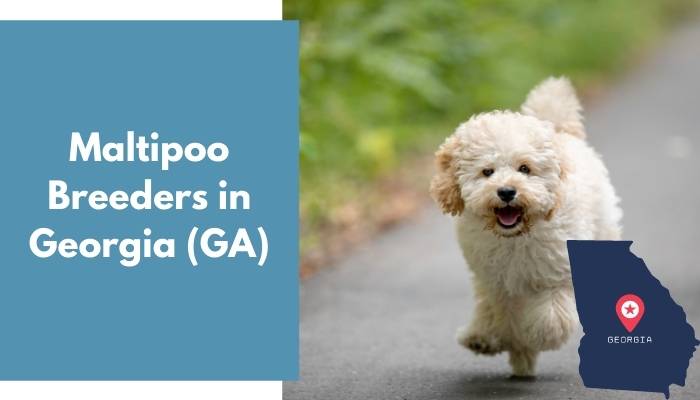 Maltipoo Breeders in Georgia GA