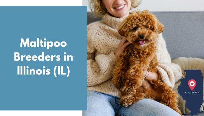 Maltipoo Breeders in Illinois IL