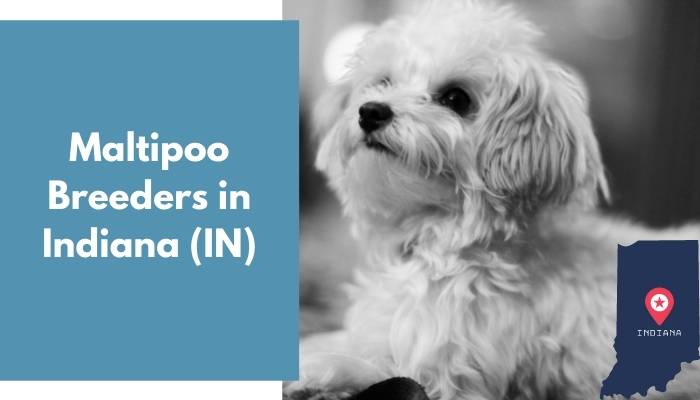 Maltipoo Breeders in Indiana IN