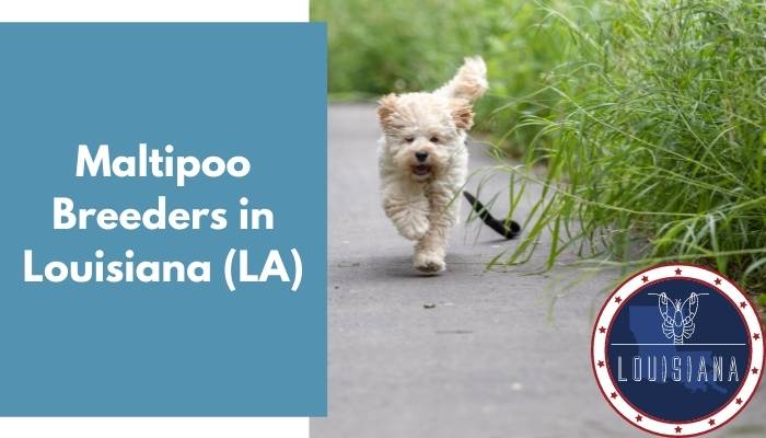 Maltipoo Breeders in Louisiana LA