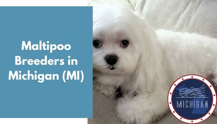 Maltipoo Breeders in Michigan MI