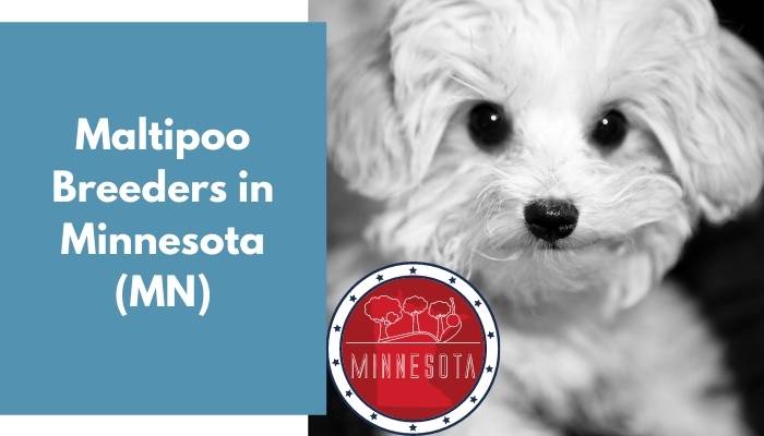 Maltipoo Breeders in Minnesota MN