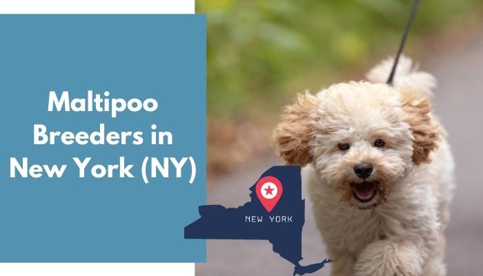 Maltipoo Breeders in New York NY