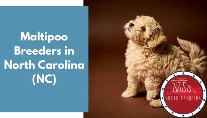 14 Maltipoo Breeders In North Carolina Nc Maltipoo Puppies For Sale Animalfate