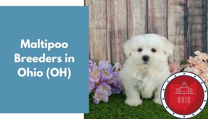 Maltipoo Breeders in Ohio OH