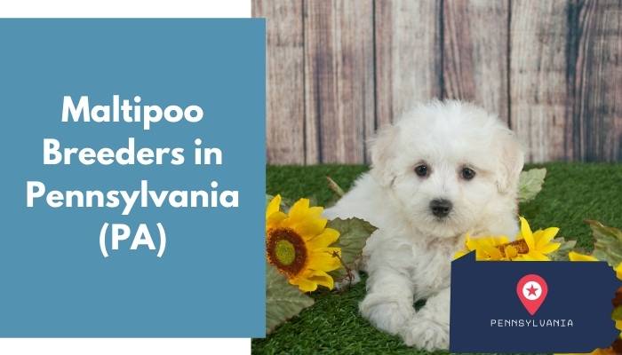 Maltipoo Breeders in Pennsylvania PA