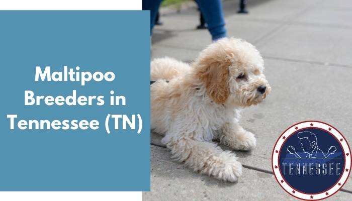 Maltipoo Breeders in Tennessee TN