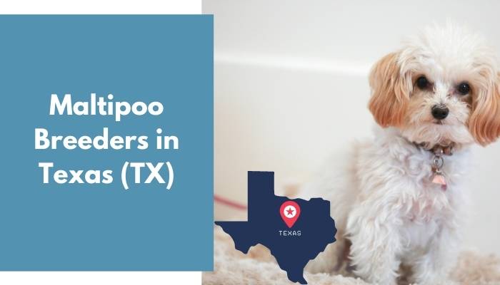 Maltipoo Breeders in Texas TX