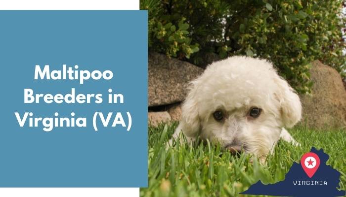 Maltipoo Breeders in Virginia VA