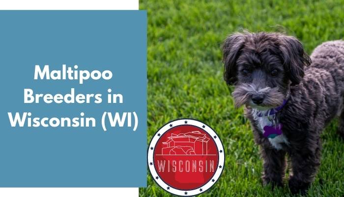 Maltipoo Breeders in Wisconsin WI