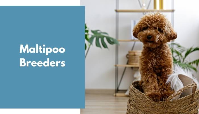 Maltipoo Breeders