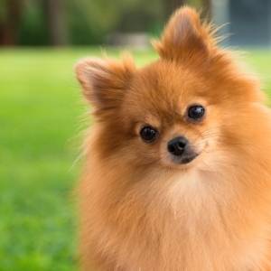 Pomeranian Breeders Category