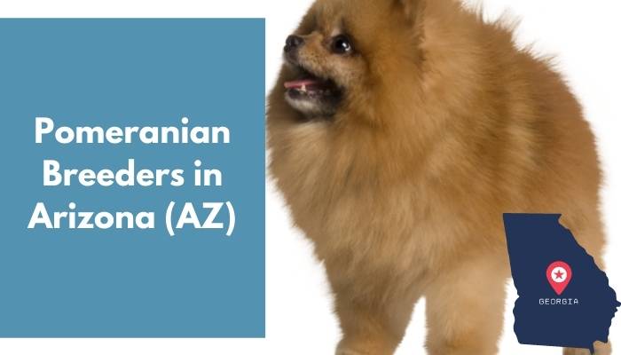 Pomeranian Breeders in Arizona AZ