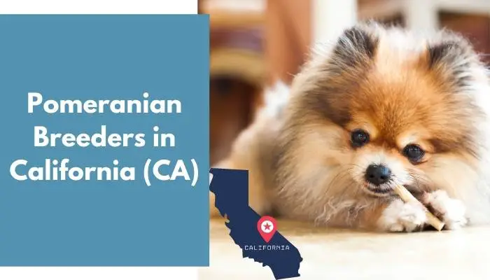 Pomeranian Breeders in California CA