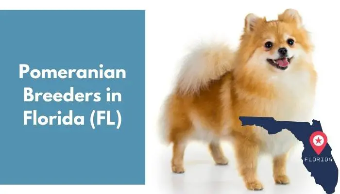 Pomeranian Breeders in Florida FL
