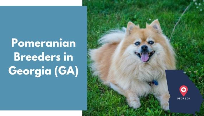 Pomeranian Breeders in Georgia GA