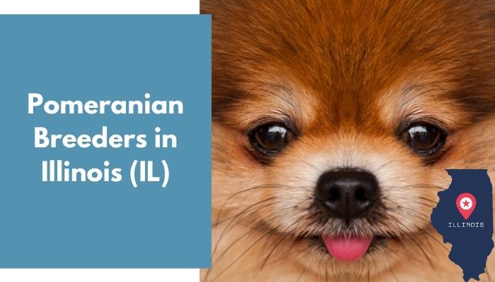 Pomeranian Breeders in Illinois IL