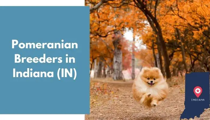 Pomeranian Breeders in Indiana IN