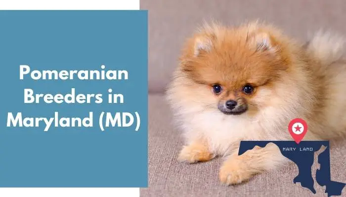 Pomeranian Breeders in Maryland MD