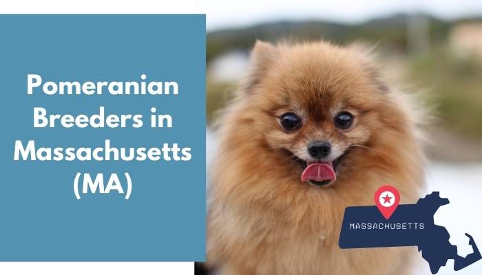 Pomeranian Breeders in Massachusetts MA