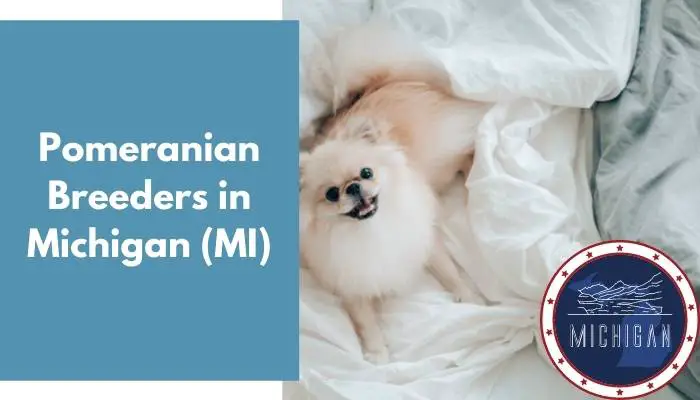 Pomeranian Breeders in Michigan MI