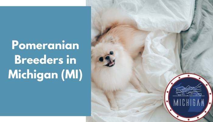 Pomeranian Breeders in Michigan MI