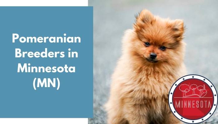 Pomeranian Breeders in Minnesota MN